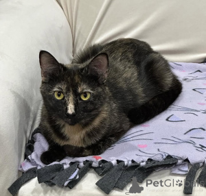 Photo №3. Chats domestiques. Allemagne