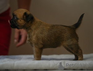 Photo №1. petit brabançon - à vendre en ville de Mogilyov | 688€ | Annonce №158234