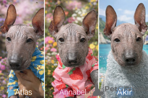 Photo №1. xoloitzcuintle - à vendre en ville de Milan | négocié | Annonce №165525
