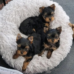 Photo №1. yorkshire terrier - à vendre en ville de Beringen | négocié | Annonce №168169