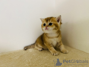 Photo №4. Je vais vendre british shorthair en ville de Prague. éleveur - prix - 850€