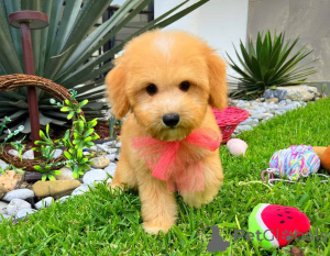 Photo №2 de l'annonce № 149822 de la vente maltipu - acheter à Allemagne annonce privée, éleveur