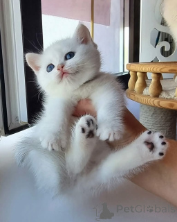 Photo №3. Rencontrez notre adorable nouveau chaton ! Elle est joueuse, douce et prête à. Emirats Arabes Unis