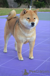 Photos supplémentaires: Chiots Shiba Inu