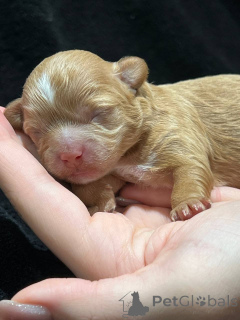 Photo №2 de l'annonce № 137527 de la vente maltipu - acheter à Ouzbekistan annonce privée