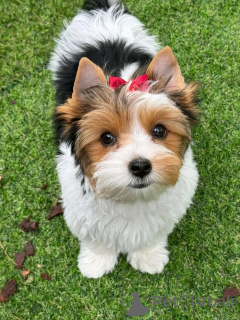 Photo №2 de l'annonce № 138878 de la vente biewer yorkshire terrier - acheter à Allemagne annonce privée, éleveur
