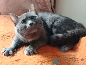 Photo №3. Charmant jeune chat Dymka en cadeau. Biélorussie