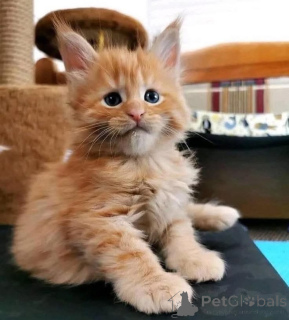 Photo №3. Maine-coon femelle. Belgique