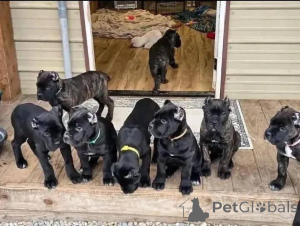 Photo №1. cane corso - à vendre en ville de Aalborg | 1€ | Annonce №173389