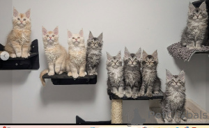 Photo №1. maine coon - à vendre en ville de Helsinki | négocié | Annonce № 165123