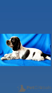 Photo №3. Je vends un cocker anglais. Biélorussie