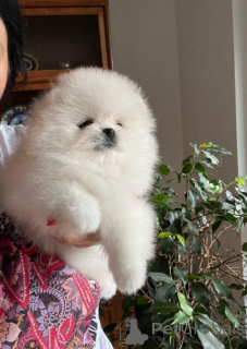 Photo №1. spitz nain - à vendre en ville de Herzogtum lauenburg | négocié | Annonce №166539