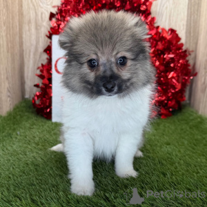 Photo №1. spitz nain - à vendre en ville de Berlin | 350€ | Annonce №135991