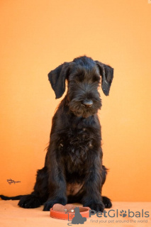 Photo №2 de l'annonce № 124865 de la vente schnauzer miniature - acheter à Serbie 