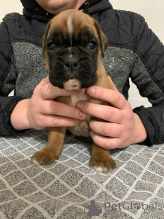 Photo №4. Je vais vendre boxer en ville de Belgrade.  - prix - négocié