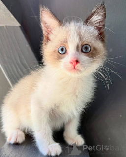 Photo №2 de l'annonce № 160909 de la vente ragdoll - acheter à Espagne éleveur