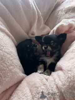 Photo №2 de l'annonce № 143853 de la vente chihuahua - acheter à USA annonce privée