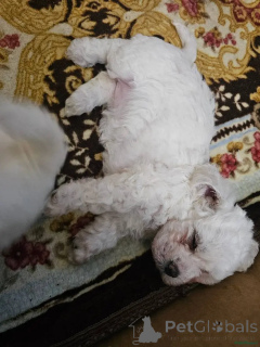 Photo №2 de l'annonce № 175722 de la vente bichon à poil frisé - acheter à Allemagne annonce privée