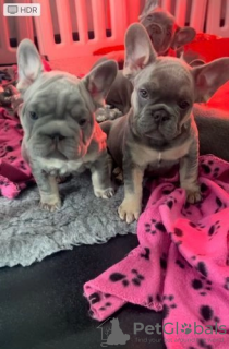 Photo №1. bouledogue - à vendre en ville de Indianapolis | 284€ | Annonce №107206