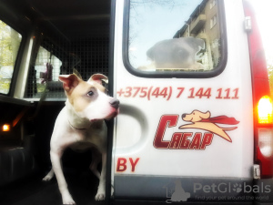 Photo №1. Services de livraison et de transportation des chats et des chiens en ville de Minsk. Annonce № 9412
