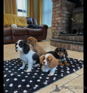 Photo №1. cavalier king charles spaniel - à vendre en ville de Yonishkis | Gratuit | Annonce №159984