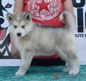 Photo №4. Je vais vendre malamute de l'alaska en ville de Uzdin.  - prix - négocié