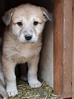 Photo №2 de l'annonce № 126695 de la vente chien bâtard - acheter à Fédération de Russie 