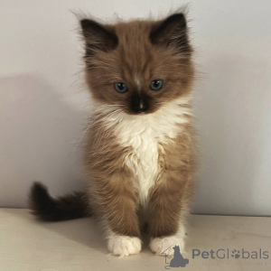 Photo №1. ragdoll - à vendre en ville de Blâler | négocié | Annonce № 155558