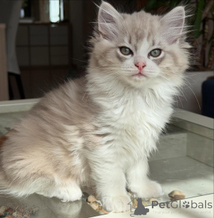 Photo №1. ragdoll - à vendre en ville de Aris | négocié | Annonce № 155406