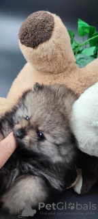 Photos supplémentaires: Beaux chiots de Poméranie