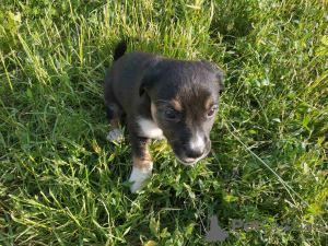 Photo №2 de l'annonce № 11211 de la vente chien bâtard - acheter à Ukraine annonce privée