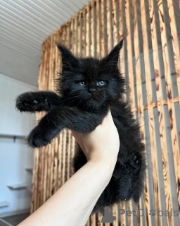 Photo №3. Chatons Maine Coon moelleux disponibles, sains, joueurs et affectueux. Allemagne