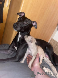 Photo №1. lévrier whippet - à vendre en ville de Latgale | négocié | Annonce №160023