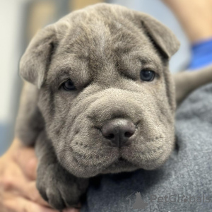 Photo №3. Beaux chiots Shar-Pei chinois. Danemark
