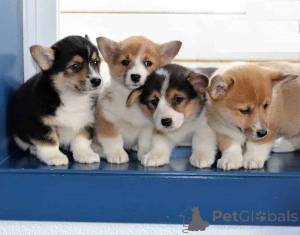 Photo №1. welsh corgi - à vendre en ville de Tallinn | négocié | Annonce №162257