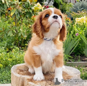 Photo №1. cavalier king charles spaniel - à vendre en ville de Þorlákshöfn | négocié | Annonce №155453