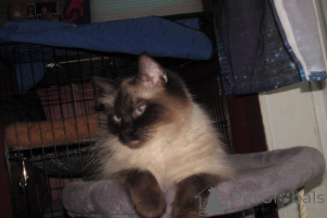 Photo №1. ragdoll - à vendre en ville de Charleston | 581€ | Annonce № 146694
