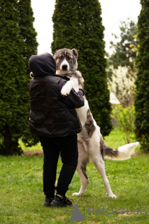 Photo №4. Je vais vendre chien bâtard en ville de Москва. annonce privée - prix - Gratuit