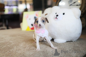 Photo №1. chihuahua - à vendre en ville de Arizona | négocié | Annonce №152854