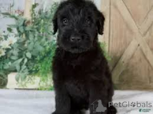 Photo №1. schnauzer géant - à vendre en ville de Cospicua | négocié | Annonce №173080