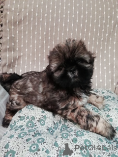 Photo №4. Je vais vendre shih tzu en ville de Daugavpils.  - prix - 300€