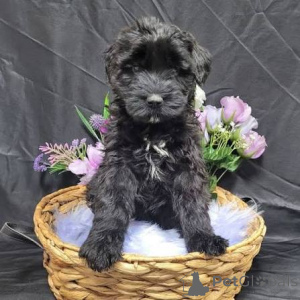 Photo №2 de l'annonce № 173099 de la vente schnauzer géant - acheter à La Grande-Bretagne annonce privée, éleveur