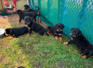 Photo №1. rottweiler - à vendre en ville de Nuremberg | 400€ | Annonce №56599