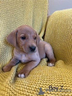 Photo №4. Je vais vendre labrador retriever en ville de Дрезден. annonce privée - prix - 550€