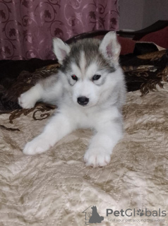 Photos supplémentaires: Nous proposons à la vente des chiots de la race Siberian Husky, issus de parents