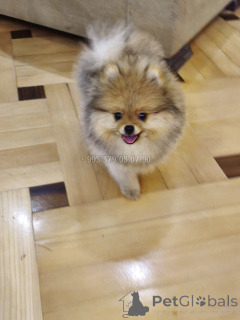 Photo №2 de l'annonce № 165866 de la vente spitz nain - acheter à Georgia annonce privée, de la fourrière, éleveur