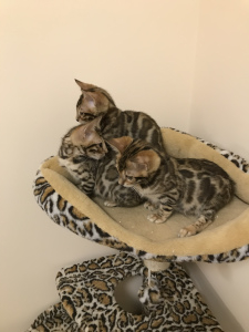 Photos supplémentaires: Les chatons du Bengale attendent leurs nouveaux parents !!!