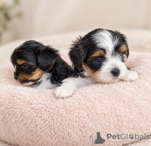 Photo №1. biewer yorkshire terrier - à vendre en ville de Balykesir | 291€ | Annonce №176368