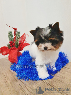 Photo №4. Je vais vendre biewer yorkshire terrier en ville de Tbilissi. annonce privée, de la fourrière - prix - négocié