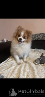 Photo №3. Spitz à adopter - 1 mâle et 2 femelles. France